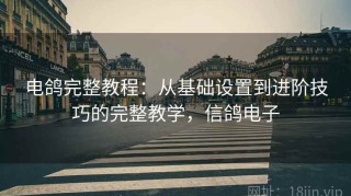 电鸽完整教程：从基础设置到进阶技巧的完整教学，信鸽电子
